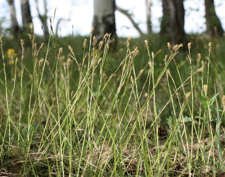 Изображение особи Carex rhizina.