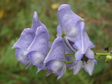 Aconitum volubile