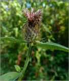 Centaurea pseudophrygia. Отцветающее соцветие. Чувашия, окр. г. Шумерля, Песчаная дорога на Водозабор. 9 августа 2011 г.