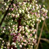 Galium boreale