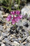 Allium oreophilum. Соцветие. Южный Казахстан, Таласский Алатау, ущелье Коксай, высота 2600 м н.у.м. 20.07.2010.