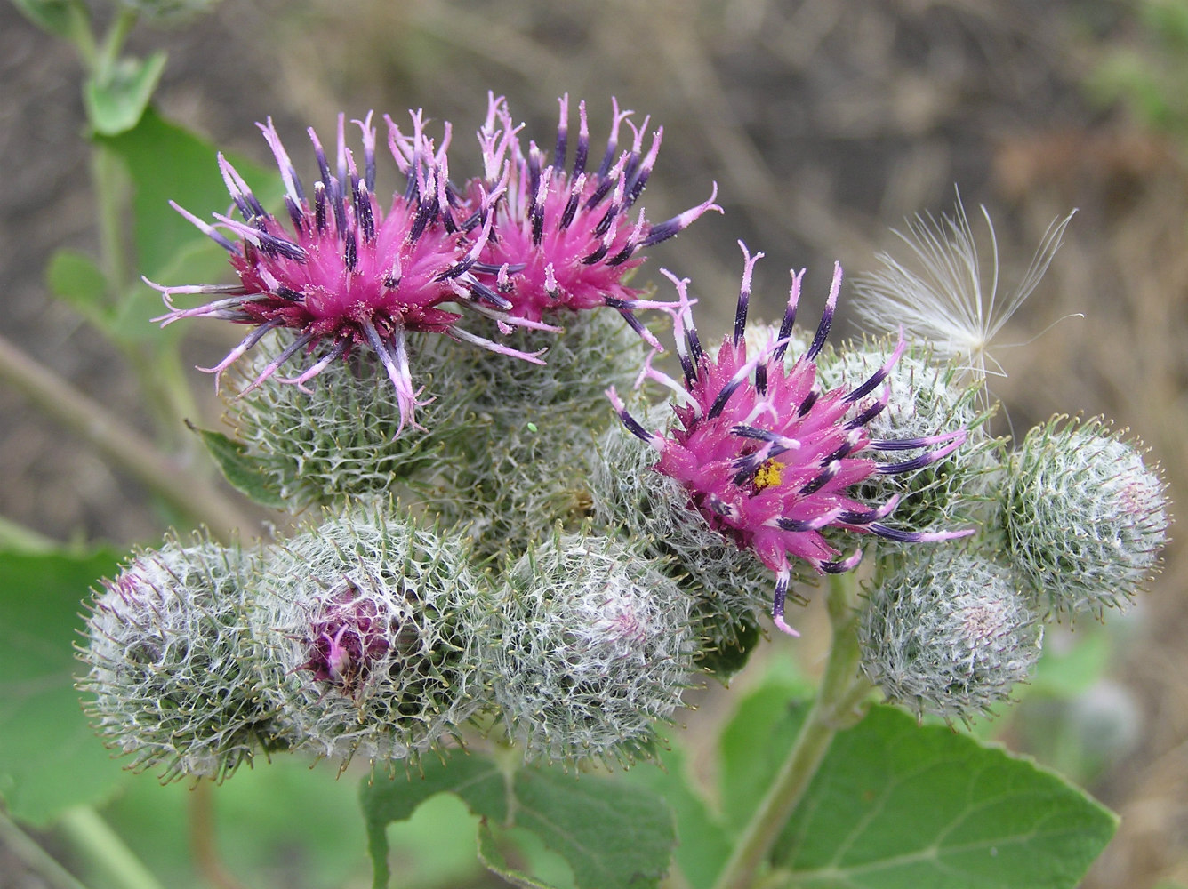 Изображение особи Arctium tomentosum.