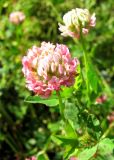 Trifolium hybridum подвид elegans. Соцветия. Чувашия, Моргаушский р-н, у дороги к дер. Шомиково. 12.07.2011.