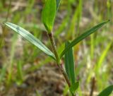 Silene tatarica. Средняя часть побега. Коми, г. Печора, Печорский лесокомбинат. 26.06.2011.