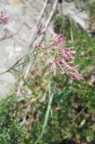 Asperula tenella