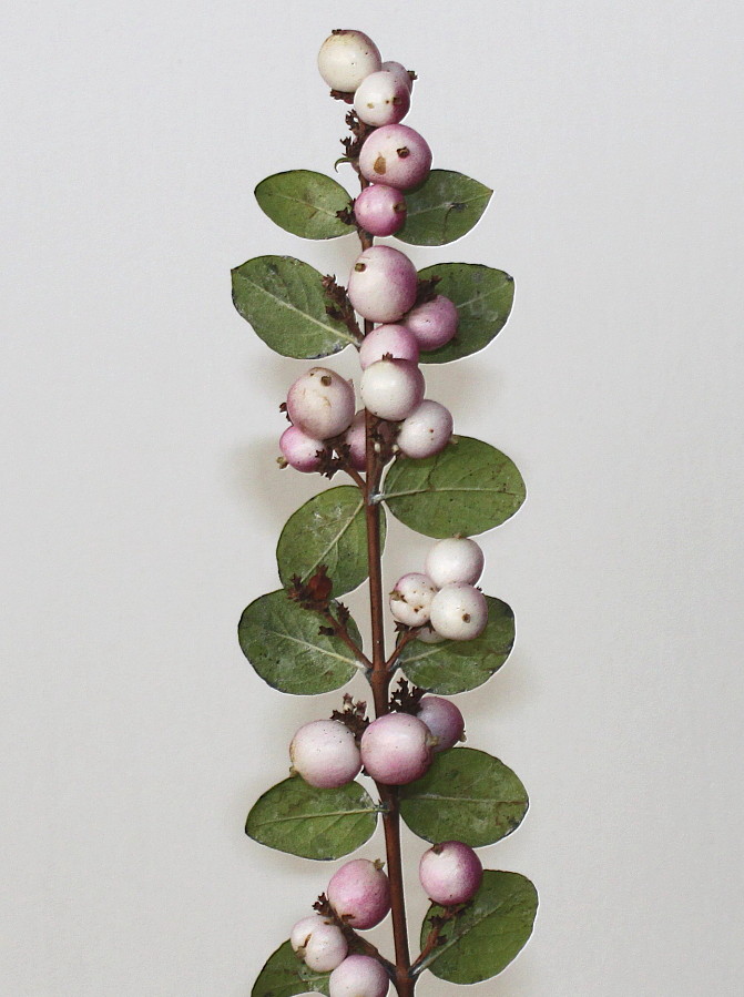 Изображение особи Symphoricarpos &times; chenaultii.