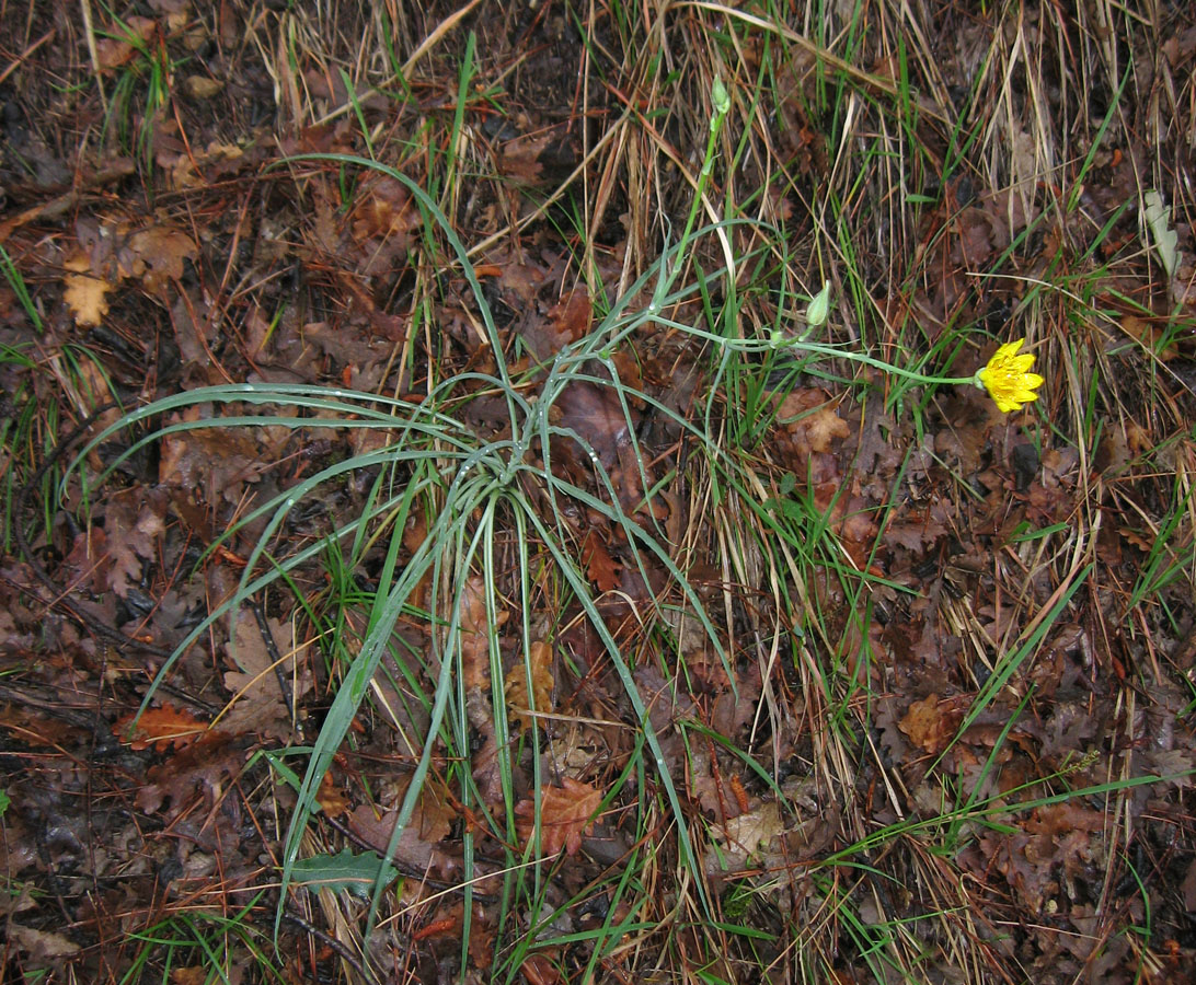 Изображение особи Tragopogon undulatus.