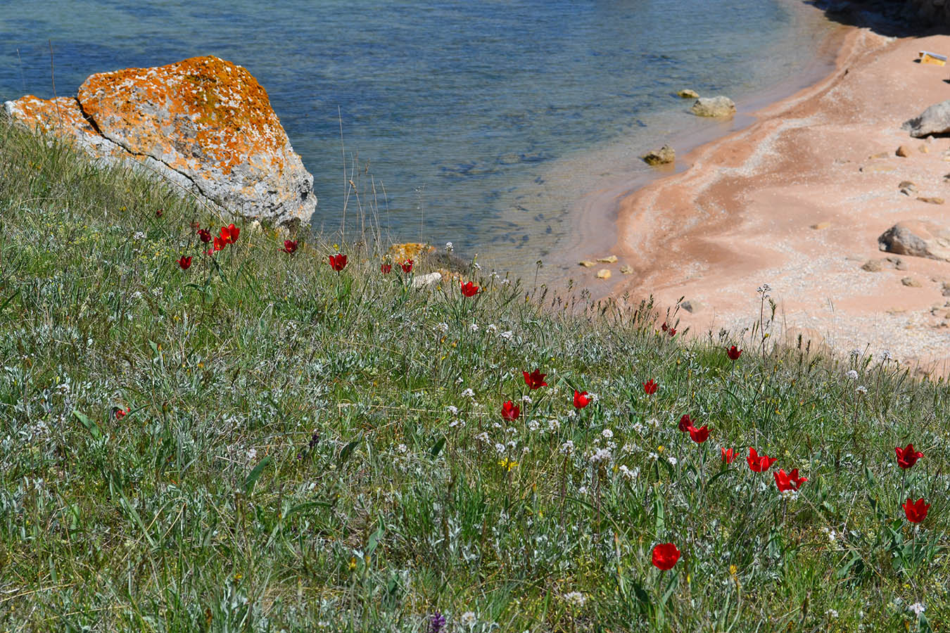 Изображение особи Tulipa suaveolens.