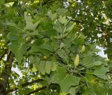 Liriodendron tulipifera