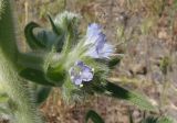 Echium biebersteinii. Часть соцветия. Южный Берег Крыма, пос. Отрадное, рядом с тропой возле виноградника. 20.05.2013.