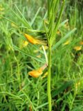 Vicia biebersteinii