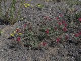 Astragalus ornithopodioides