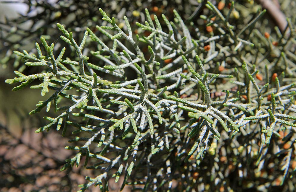 Изображение особи Cupressus sempervirens.