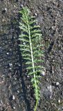 Achillea millefolium. Лист. Мурманская обл., Североморский р-н, пгт Росляково, обочина просёлка. 06.08.2014.