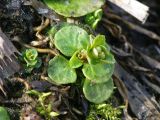 Chrysosplenium kamtschaticum