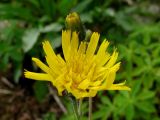 Hieracium korshinskyi. Корзинка. Красноярский кр., Ермаковский р-н, парк \"Ергаки\", окр. Ойского озера, субальпийский луг. 28.07.2009.