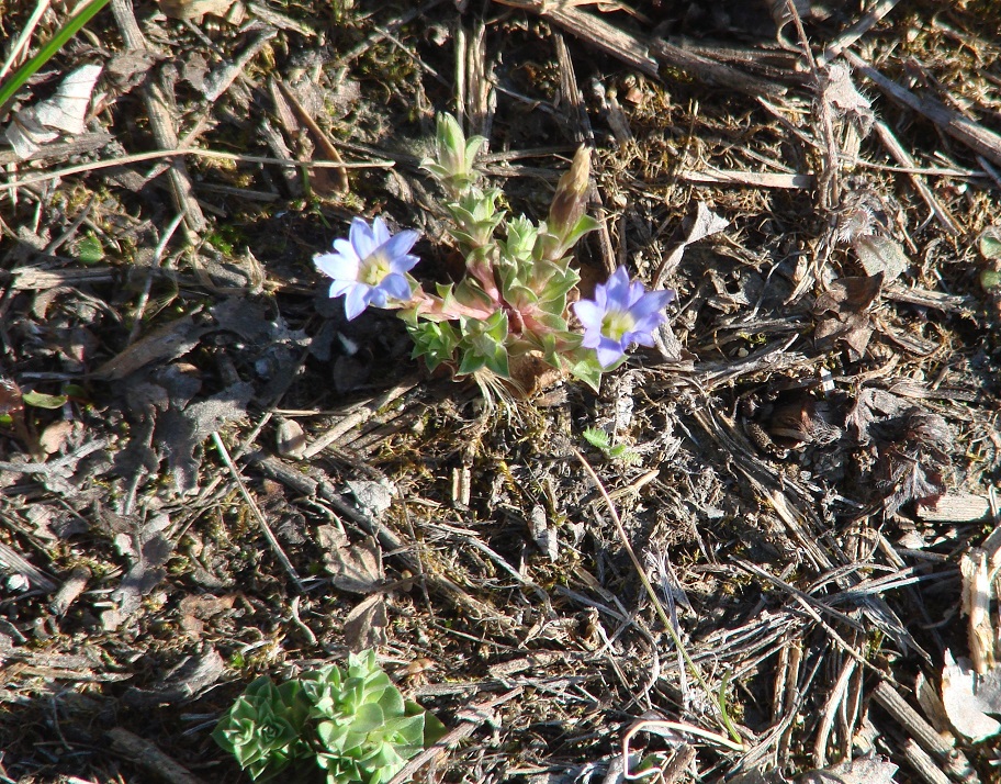 Изображение особи Gentiana pseudoaquatica.