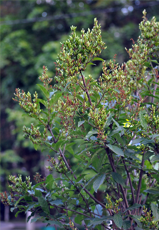 Изображение особи Syringa josikaea.