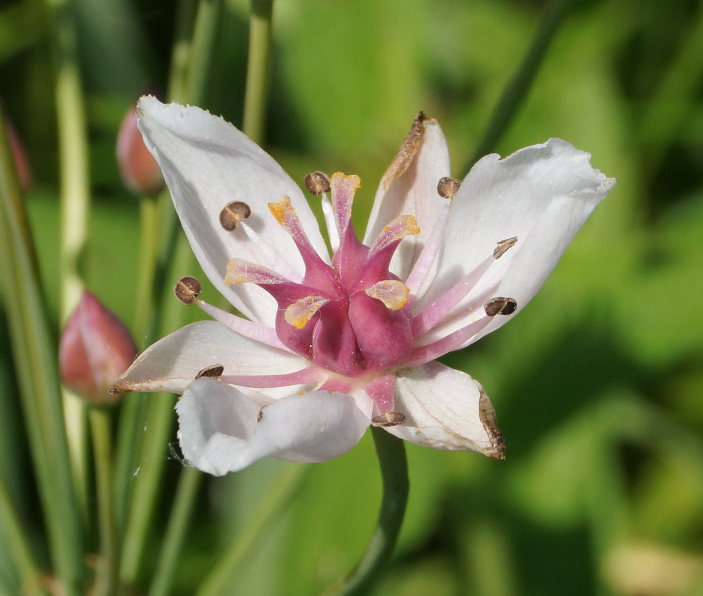 Изображение особи Butomus umbellatus.