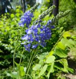 Veronica teucrium