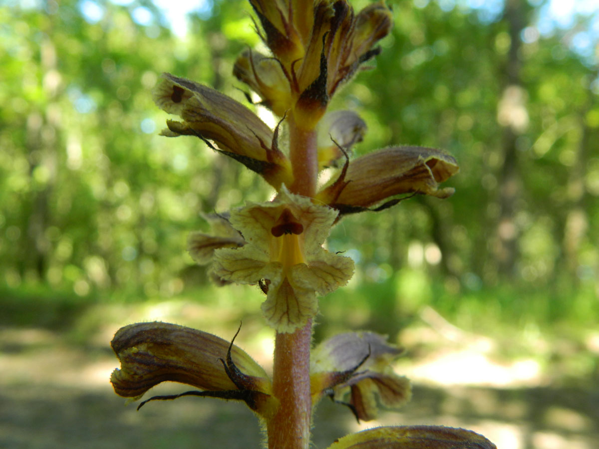 Изображение особи Orobanche laxissima.