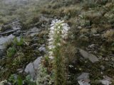 Lagotis integrifolia