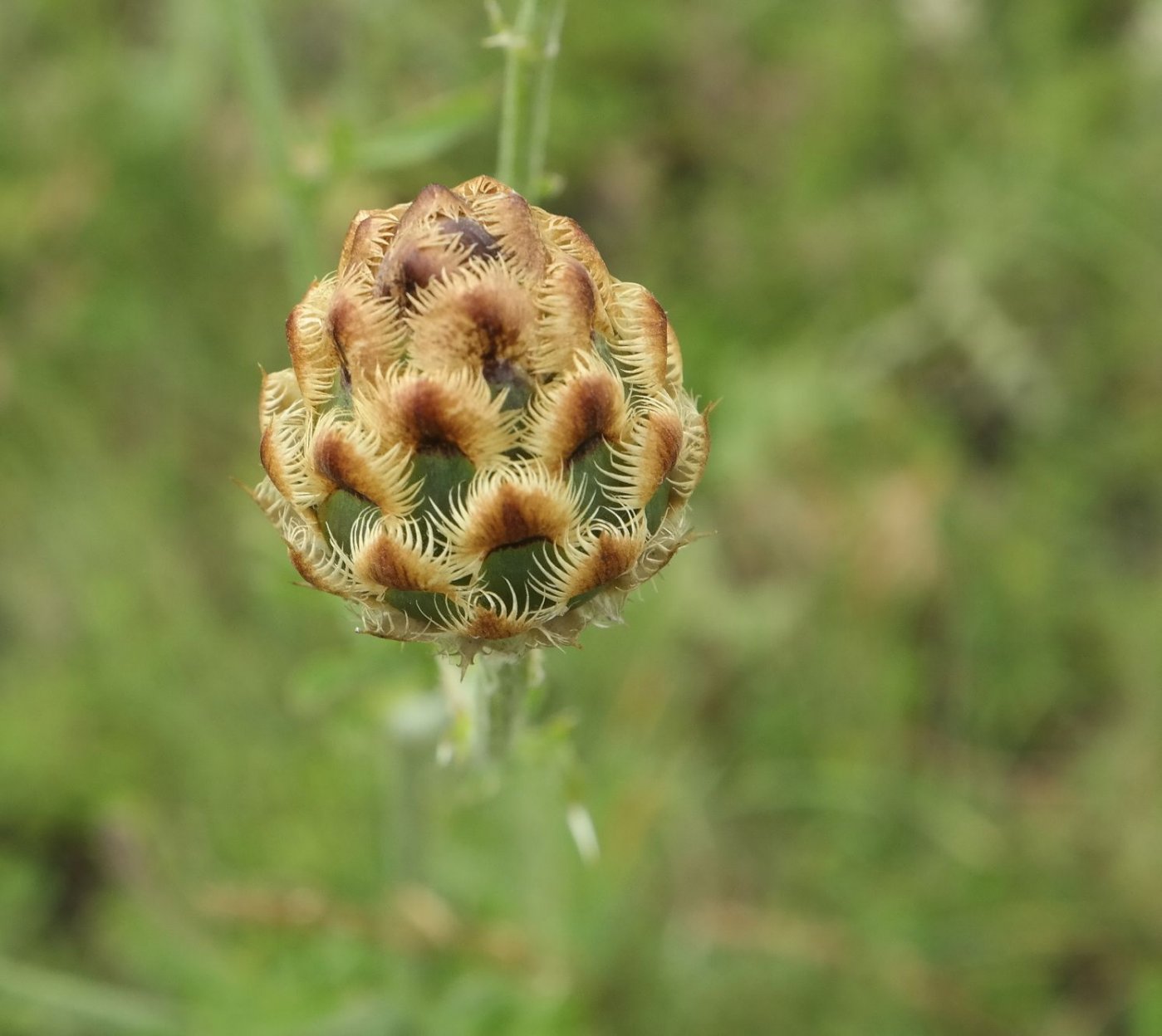 Изображение особи Centaurea orientalis.