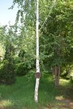 род Betula