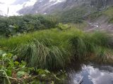 Carex kotschyana