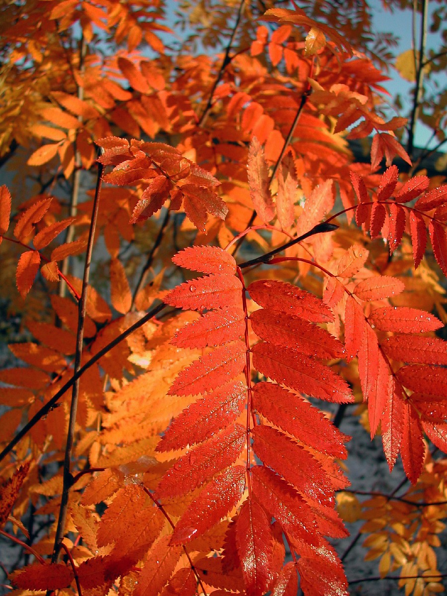 Изображение особи Sorbus aucuparia ssp. glabrata.