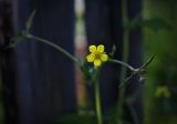 Geum urbanum