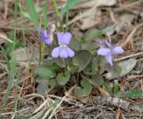 Viola rupestris. Цветущее растение. Иркутская обл., Шелеховский р-н, окр. с. Шаманка, сосново-берёзовый лес. 17.05.2016.