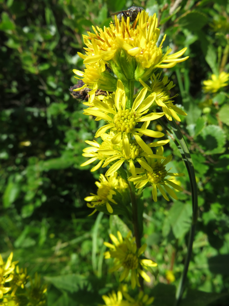 Image of Solidago virgaurea specimen.