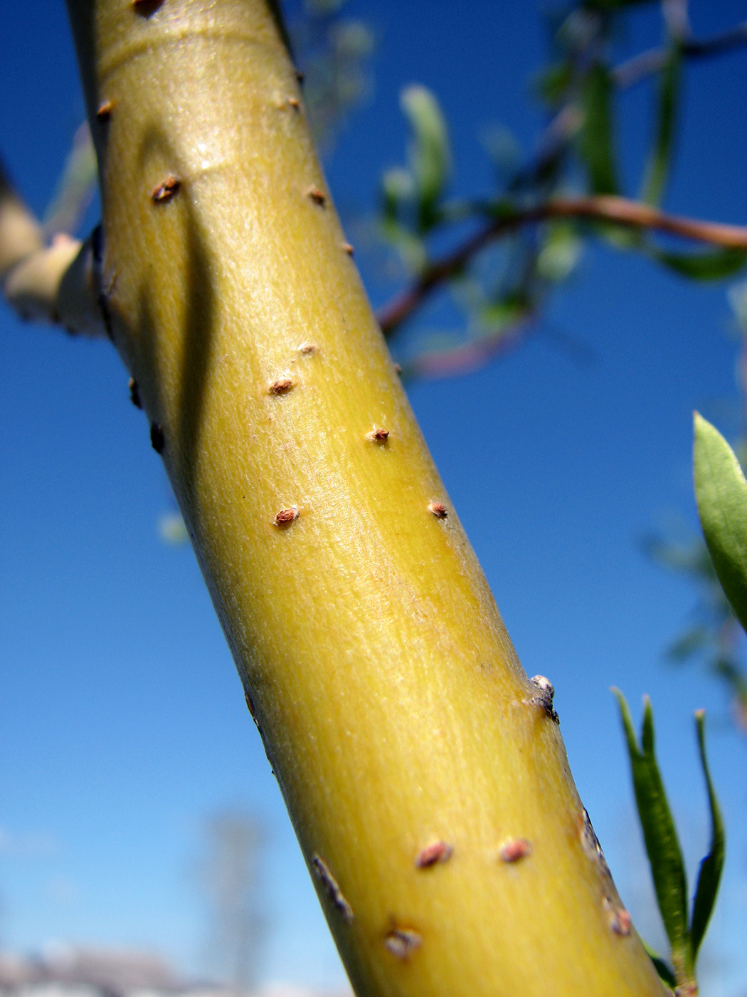 Изображение особи Salix &times; sepulcralis.