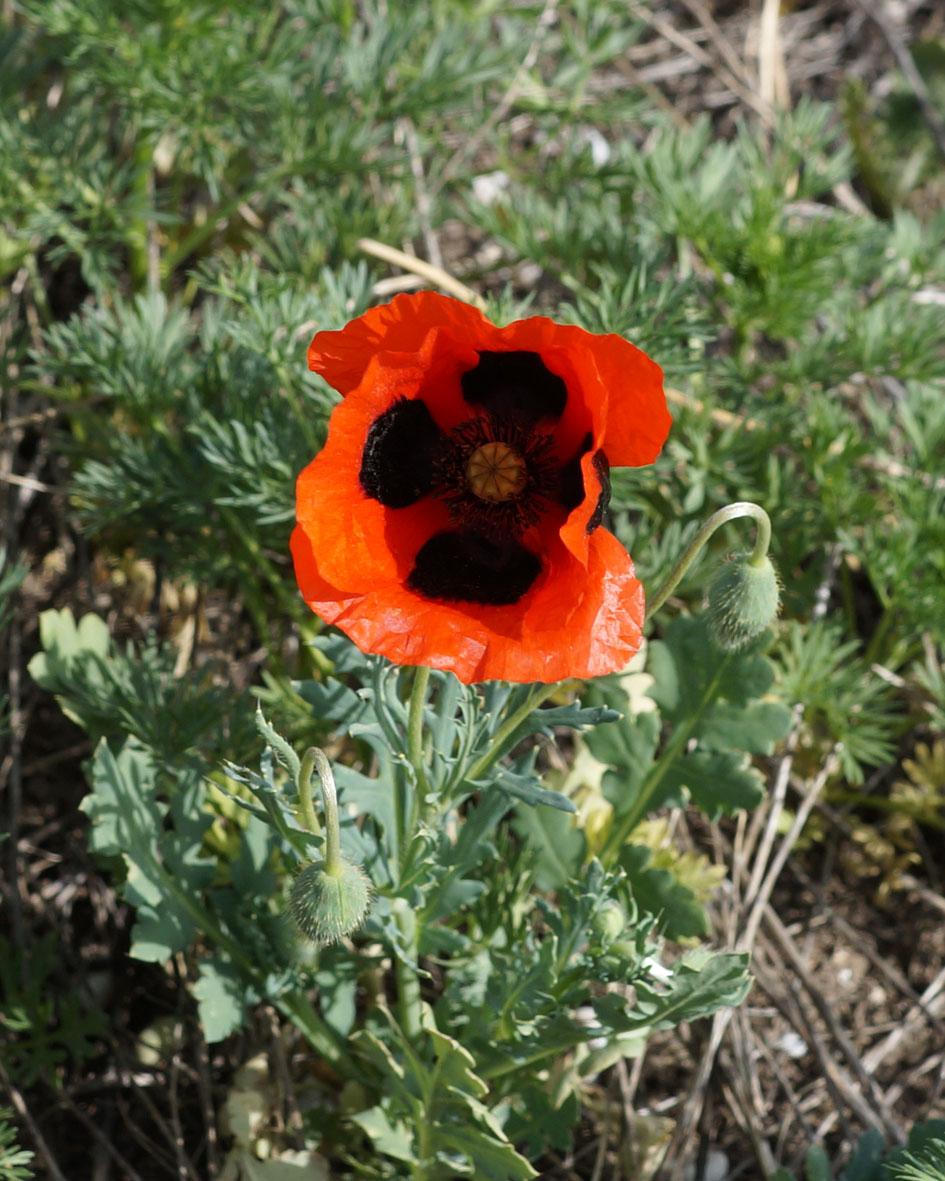 Изображение особи Papaver commutatum.