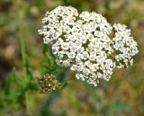 род Achillea. Нераспустившиеся (слева) и распустившиеся соцветия. Крым, Керченский п-ов, Приазовье, Караларская степь. 31.05.2017.