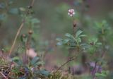 Chimaphila umbellata