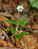 Chimaphila japonica