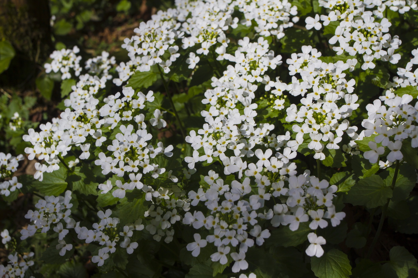 Изображение особи Pachyphragma macrophyllum.