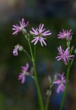 Coccyganthe flos-cuculi. Часть соцветия. Республика Алтай, Шебалинский р-н, окр. с. Камлак, правый борт долины р. Сема, пойменная терраса, сосновый лес. 14.06.2017.