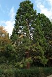 Sequoiadendron giganteum. Взрослое дерево. Южный берег Крыма, Никитский ботанический сад, в культуре. 29.10.2017.
