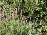 Lavandula dentata. Верхушки побегов с соцветиями. Италия, обл. Кампания, пров. Салерно, г. Амальфи, в культуре. 11 июня 2017 г.