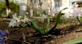 Scilla siberica