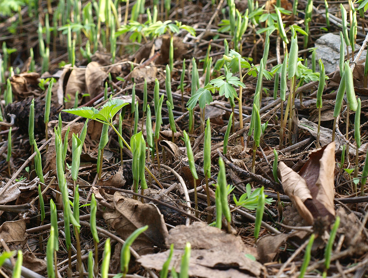 Изображение особи Maianthemum dilatatum.