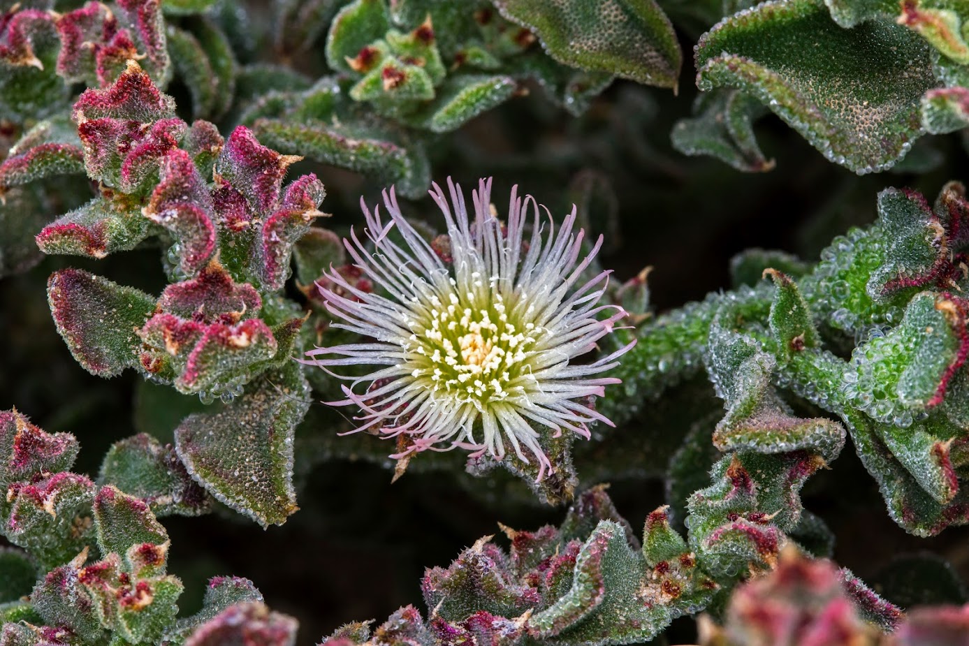 Image of Mesembryanthemum crystallinum specimen.