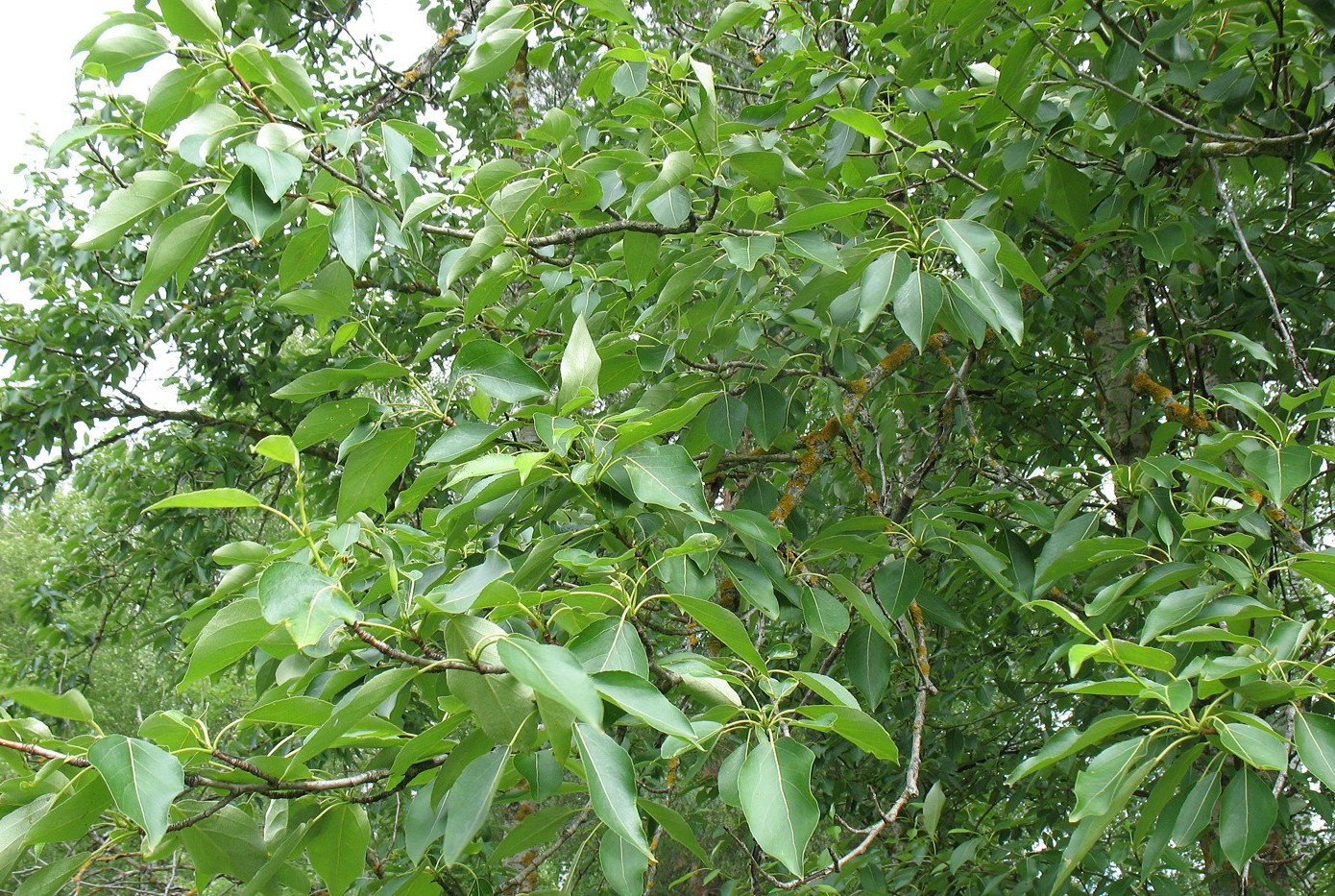 Image of Populus suaveolens specimen.