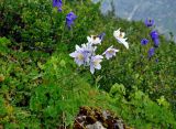 Aquilegia glandulosa