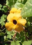 Thunbergia alata. Цветки. Крым, Белогорский р-н, Топловский монастырь, озеленение. 12.08.2018.