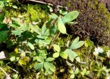 Corydalis arctica. Плодоносящее растение. Чукотка, Билибинский р-н, напротив рудника Каральвеем, долина ручья, тундра. 02.08.2018.