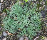 Artemisia campestris. Вегетирующее растение. Московская обл., г. Дмитров, на железнодорожной насыпи. 28 октября 2018 г.